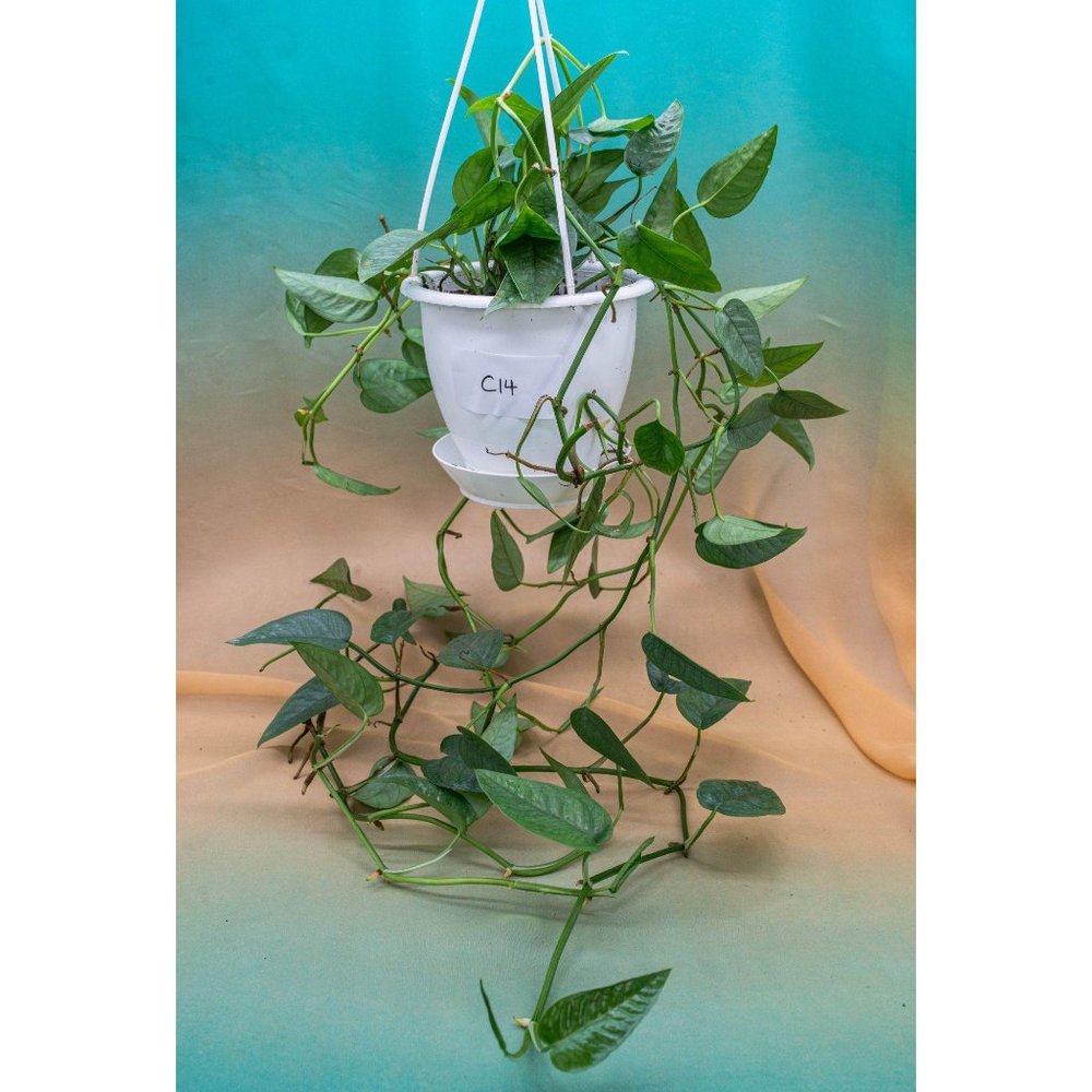 Cebu Blue Pothos 4.5" US Seller Potted RARE